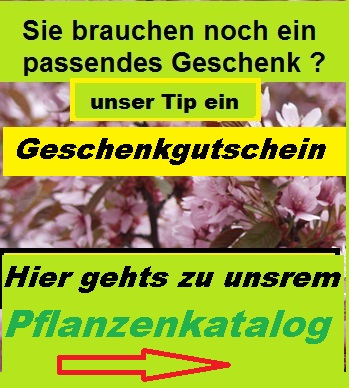 gutschein